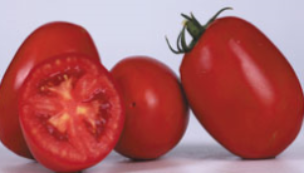 گوجه فرنگي هيبريد متين